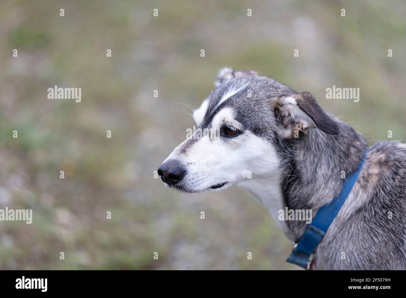 Jeune chien de traîneau de l'Alaska en gros plan portrait Banque D'Images