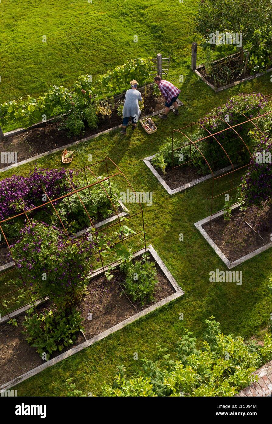 Couple récolte des légumes dans un jardin luxuriant avec des lits surélevés Banque D'Images