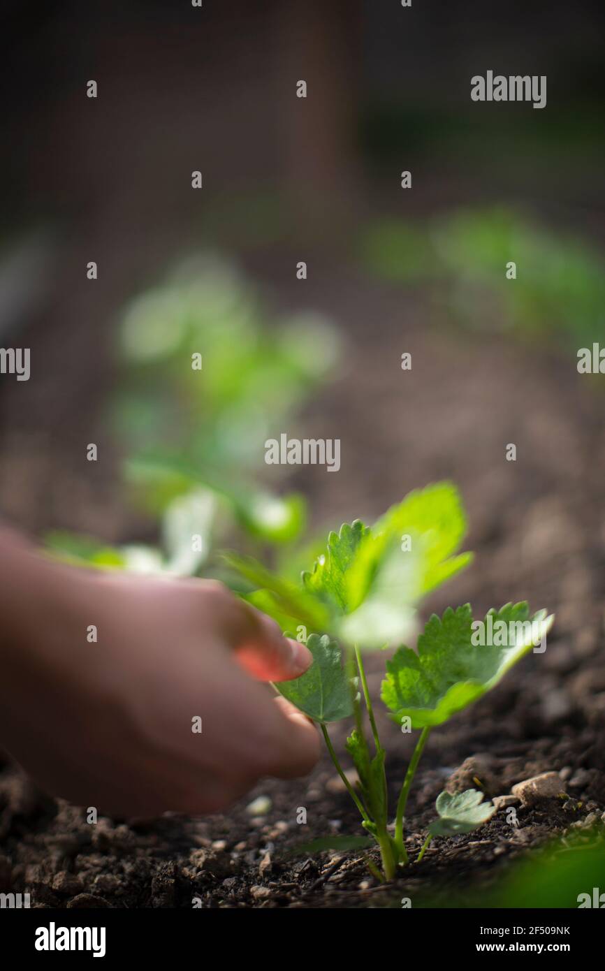 Main touchant plante verte poussant dans la terre dans le jardin ensoleillé Banque D'Images