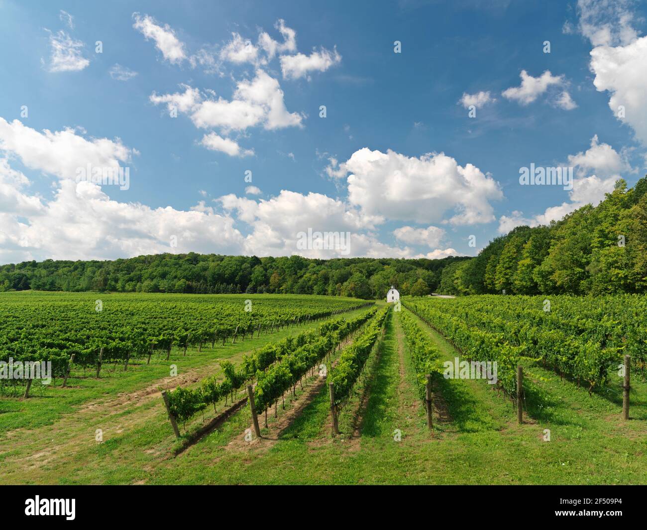 Canada, Ontario, Beamsville, rangées de vignes avec une grange peinte en blanc. Banque D'Images