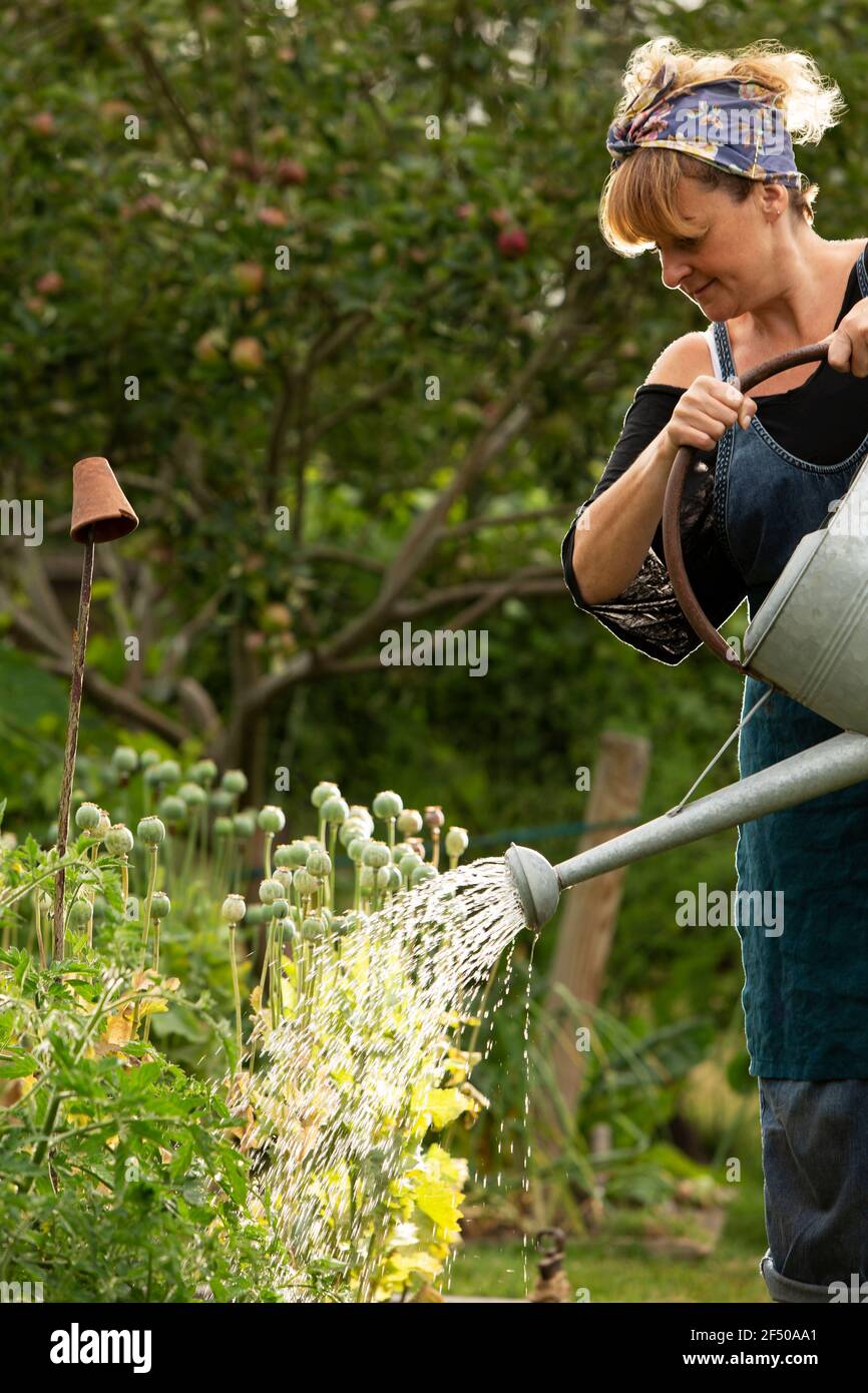 Femme arrosant des plantes avec arrosoir dans le jardin Banque D'Images