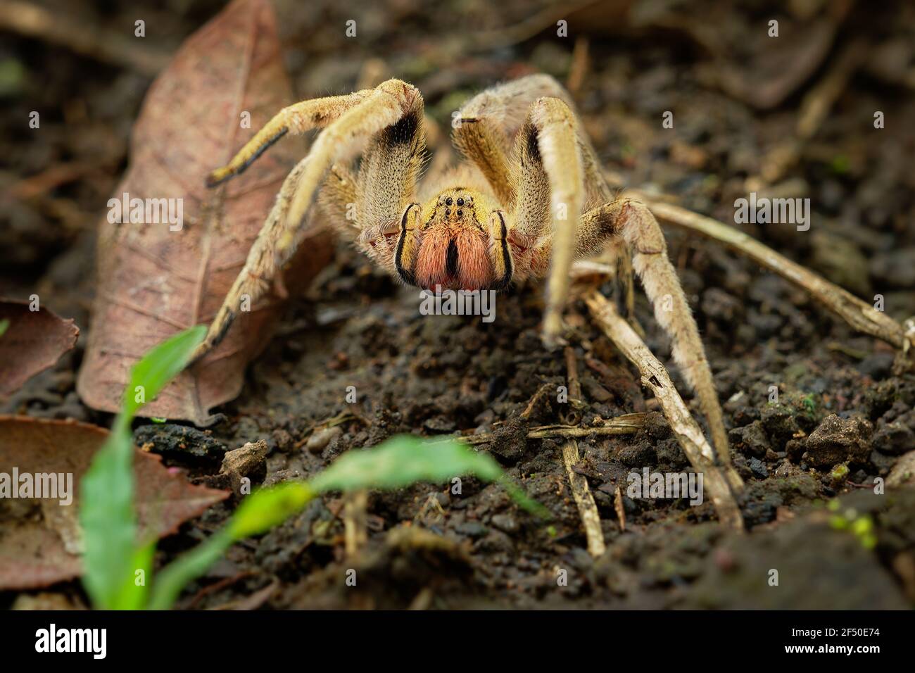 Araignée errante brésilienne - Phoneutria boliviensis ou depilata, espèce d'araignée importante sur le plan médical dans la famille des Ctenidae, en Amérique centrale et du Sud Banque D'Images