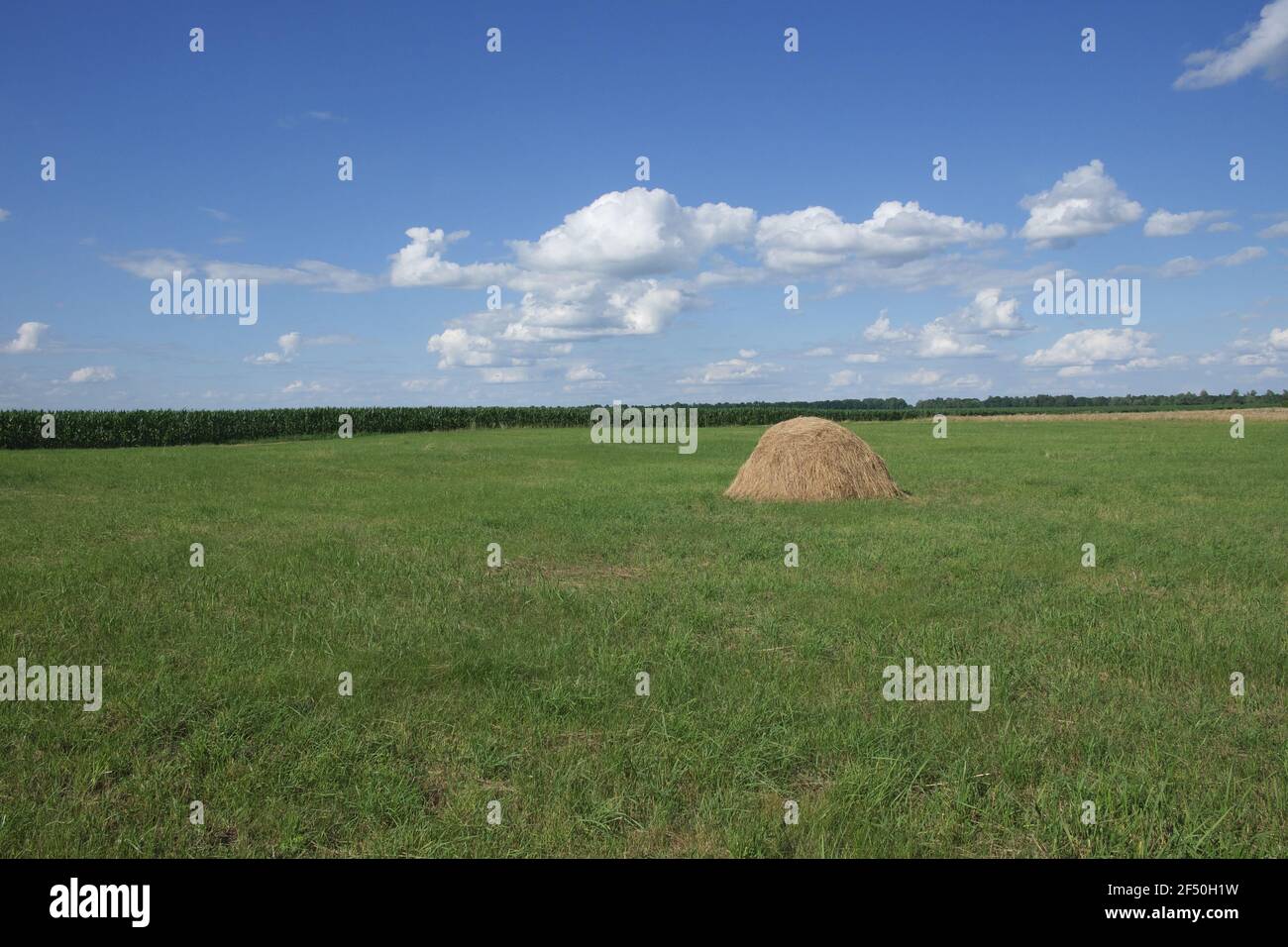 Des botte de foin sur une prairie verte sous un ciel bleu. Paysage pastoral pittoresque. Terres agricoles par une journée d'été claire. Cumulus blancs dans le ciel bleu. Banque D'Images