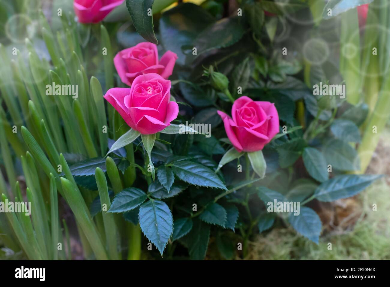 Un groupe de roses roses miniatures, une petite et belle compositiont florale de roses fraîches Banque D'Images