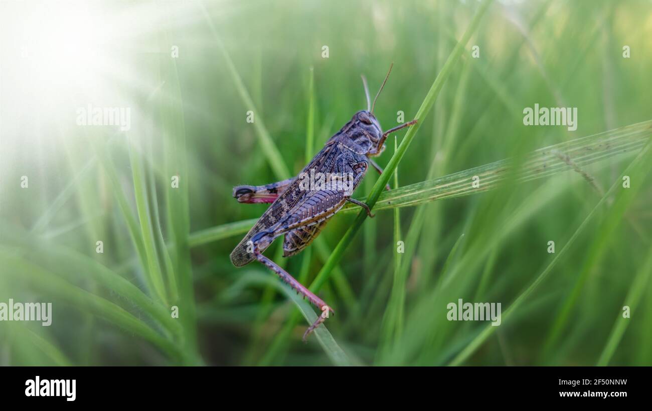 Trémie d'herbe rampant sur l'herbe verte. Macro-shot Bush-cricket. Matin d'été Meadow Eastern Locust à la recherche de nourriture dans la forêt. Bush-cricket Banque D'Images