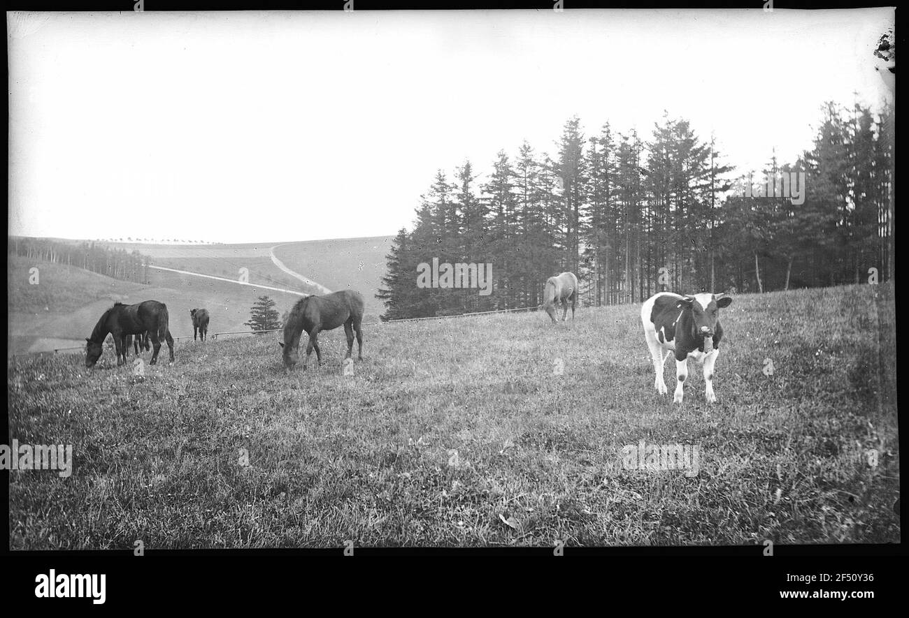 Hennersdorf. Jungviehweide Banque D'Images