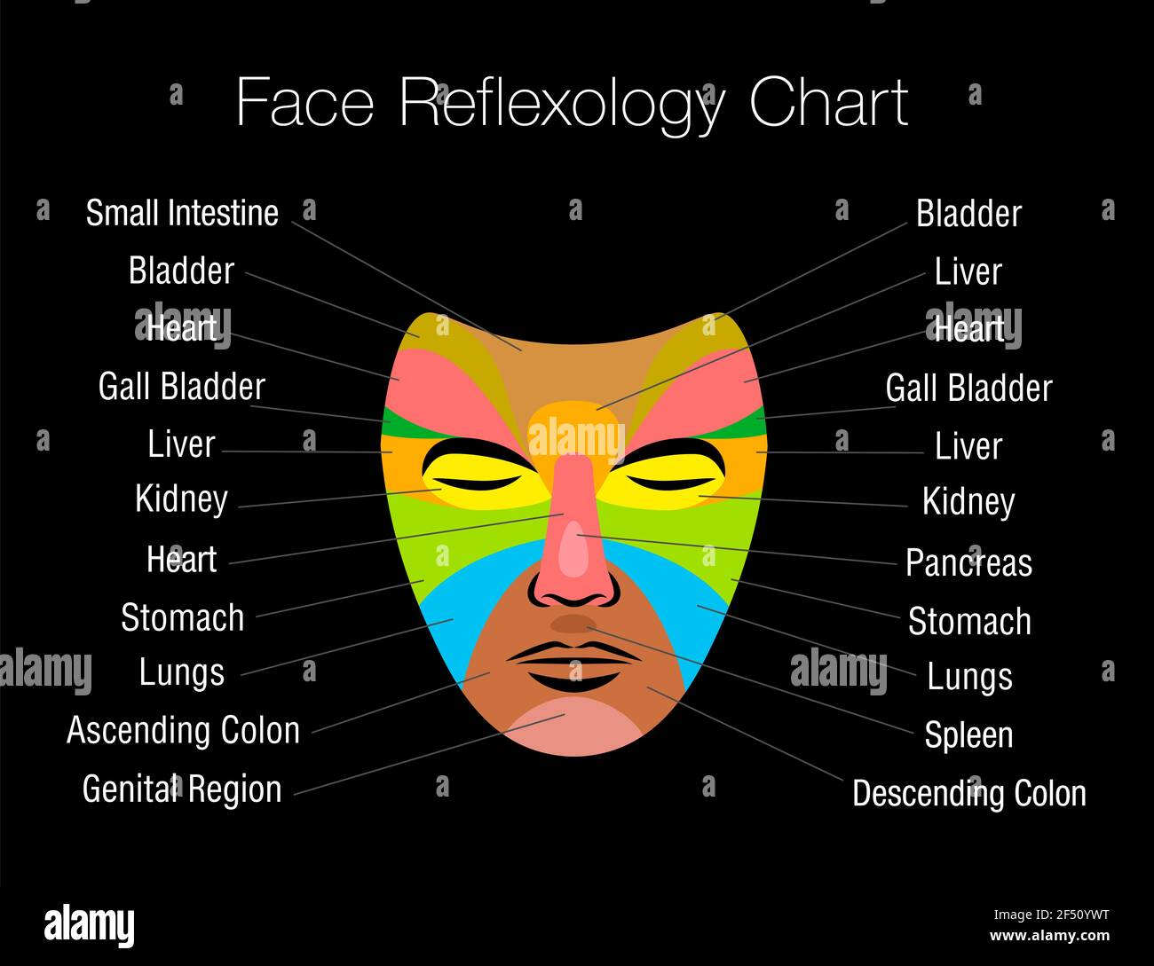 Diagramme de réflexologie faciale avec zones colorées et noms des organes internes correspondants. Masque de massage coloré sur fond noir. Banque D'Images