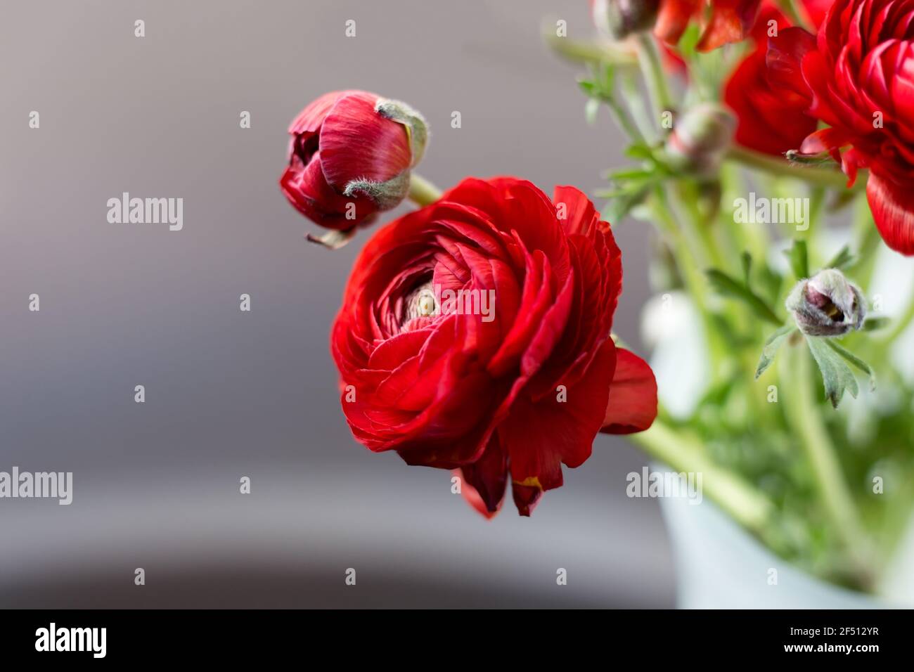 Bouquet de fleurs de ranunculus rouges dans un vase Banque D'Images