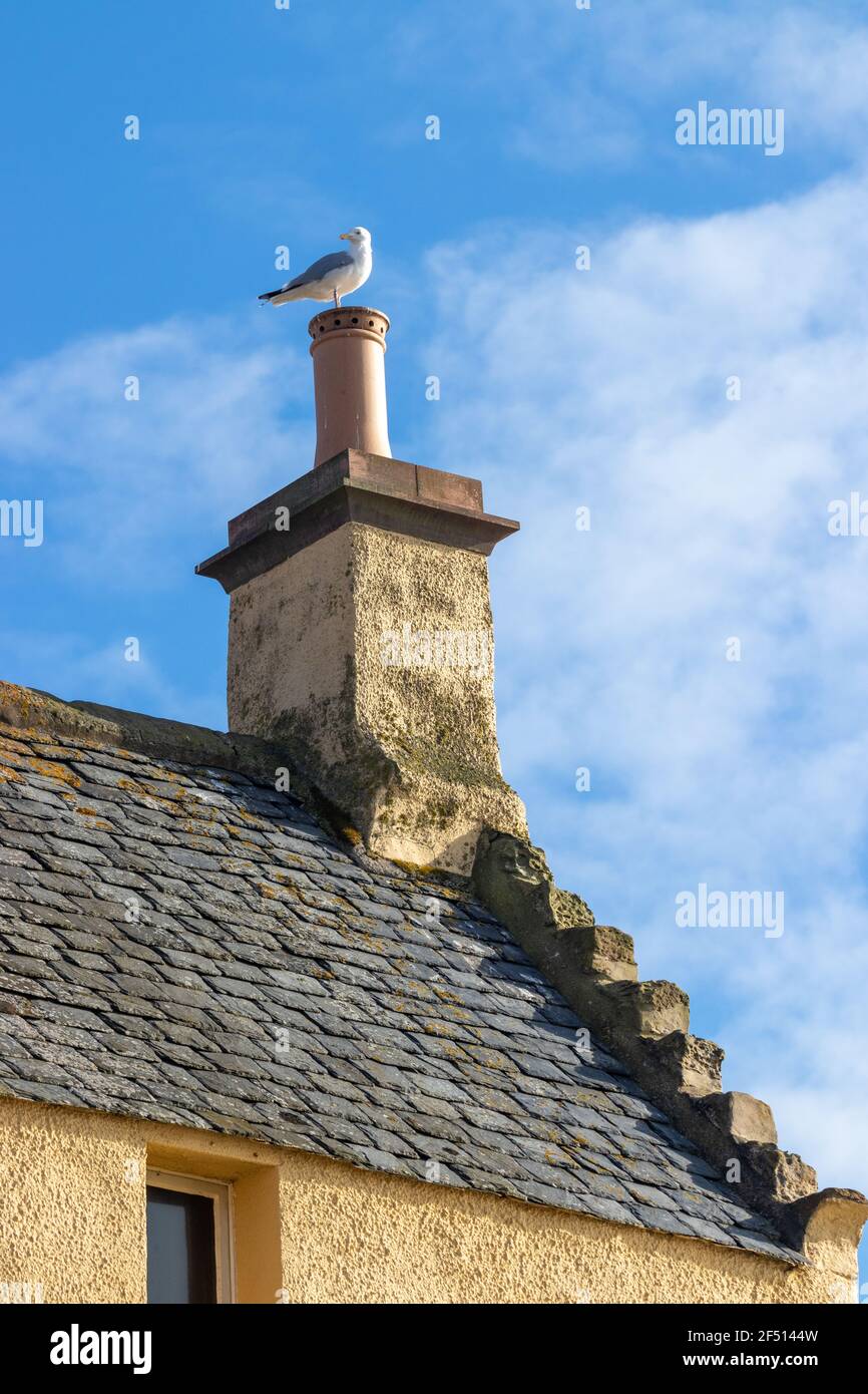 Un mouette assise au sommet d'une vieille cheminée dans le village de Cellardyke, Fife, Écosse. Banque D'Images