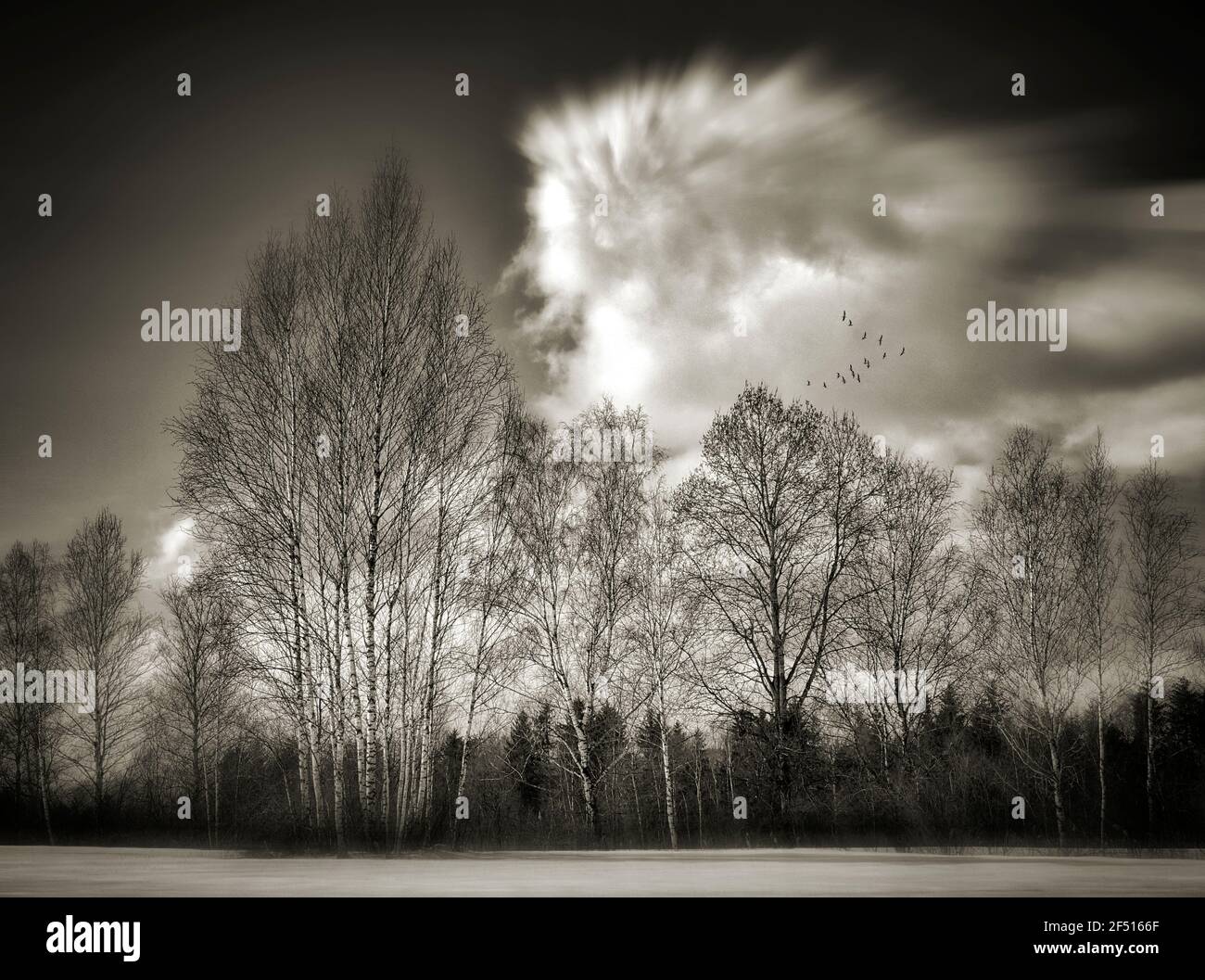 ART PHOTOGRAPHIQUE: Loisach Moor près de Benediktbeuern, haute-Bavière, Allemagne Banque D'Images