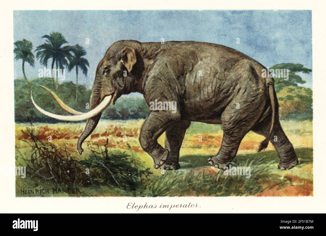 Mammouth colombien, Mammuthus columbi, espèce éteinte de mammouth du Pléistocène. Elepha imperméable, Elefantenkaiser. Illustration imprimée en couleur d'après Heinrich Harder de Wilhelm Bolsche Tiere der Urwelt (les animaux du monde préhistorique), Reichardt Cocoa Company, Hambourg, 1908. Heinrich Harder (1858-1935) était un artiste de paysage allemand et un illustrateur de livre. Banque D'Images