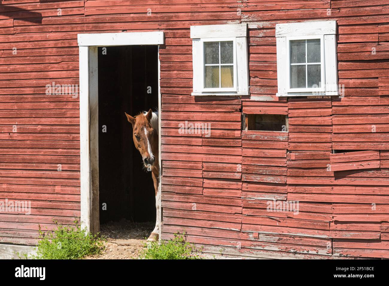 Un cheval se déplace autour de la porte d'un vieux rouge Grange en bois dans la région de Palouse de l'État de Washington Banque D'Images