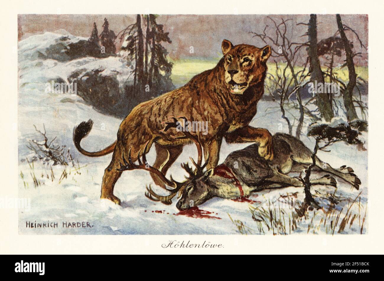 Le lion de la grotte eurasienne, Panthera spalea, espèce disparue de gros chats. Avec carcasse de cerf. Hohlenlowe. Illustration imprimée en couleur d'après Heinrich Harder de Wilhelm Bolsche Tiere der Urwelt (les animaux du monde préhistorique), Reichardt Cocoa Company, Hambourg, 1908. Heinrich Harder (1858-1935) était un artiste de paysage allemand et un illustrateur de livre. Banque D'Images