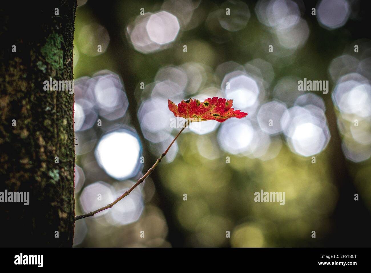 Feuille de forêt d'Aokigahara Banque D'Images