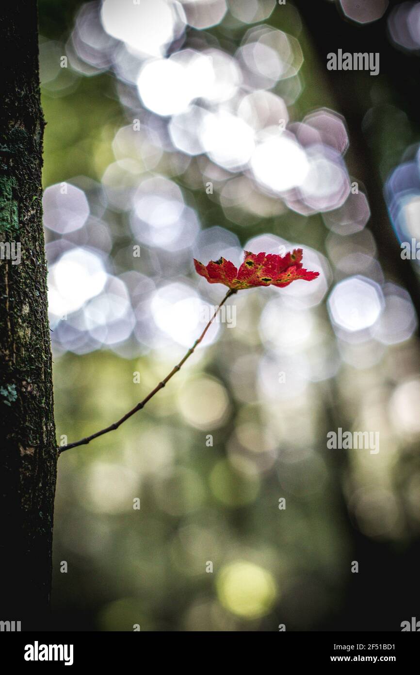 Feuille de forêt d'Aokigahara Banque D'Images