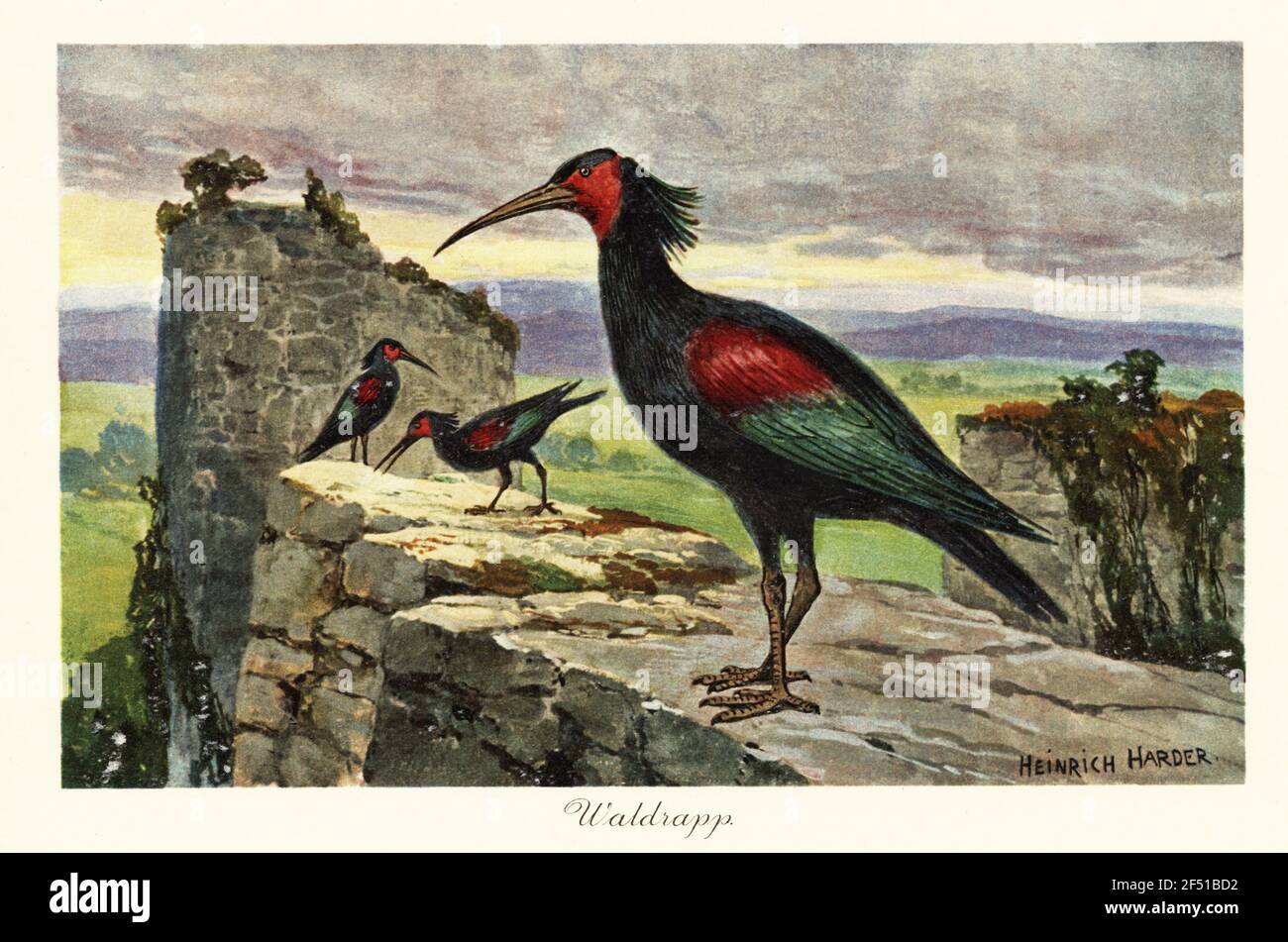 Nord bald ibis, ermit ibis, ou waldrapp, Geronticus eremita, en danger. Bilan fossile depuis le Pléistocène. Waldrapp., Waldraben. Illustration imprimée en couleur d'après Heinrich Harder de Wilhelm Bolsche Tiere der Urwelt (les animaux du monde préhistorique), Reichardt Cocoa Company, Hambourg, 1908. Heinrich Harder (1858-1935) était un artiste de paysage allemand et un illustrateur de livre. Banque D'Images