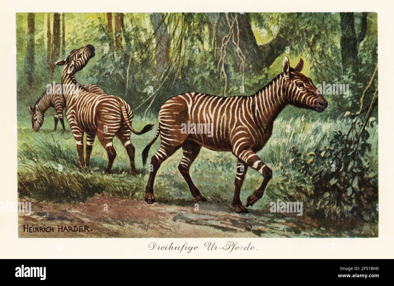 Hypohippus, espèce éteinte de cheval à trois doigts, Miocène. Dreihufigue ur-Pferde. Illustration imprimée en couleur d'après Heinrich Harder de Wilhelm Bolsche Tiere der Urwelt (les animaux du monde préhistorique), Reichardt Cocoa Company, Hambourg, 1908. Heinrich Harder (1858-1935) était un artiste de paysage allemand et un illustrateur de livre. Banque D'Images