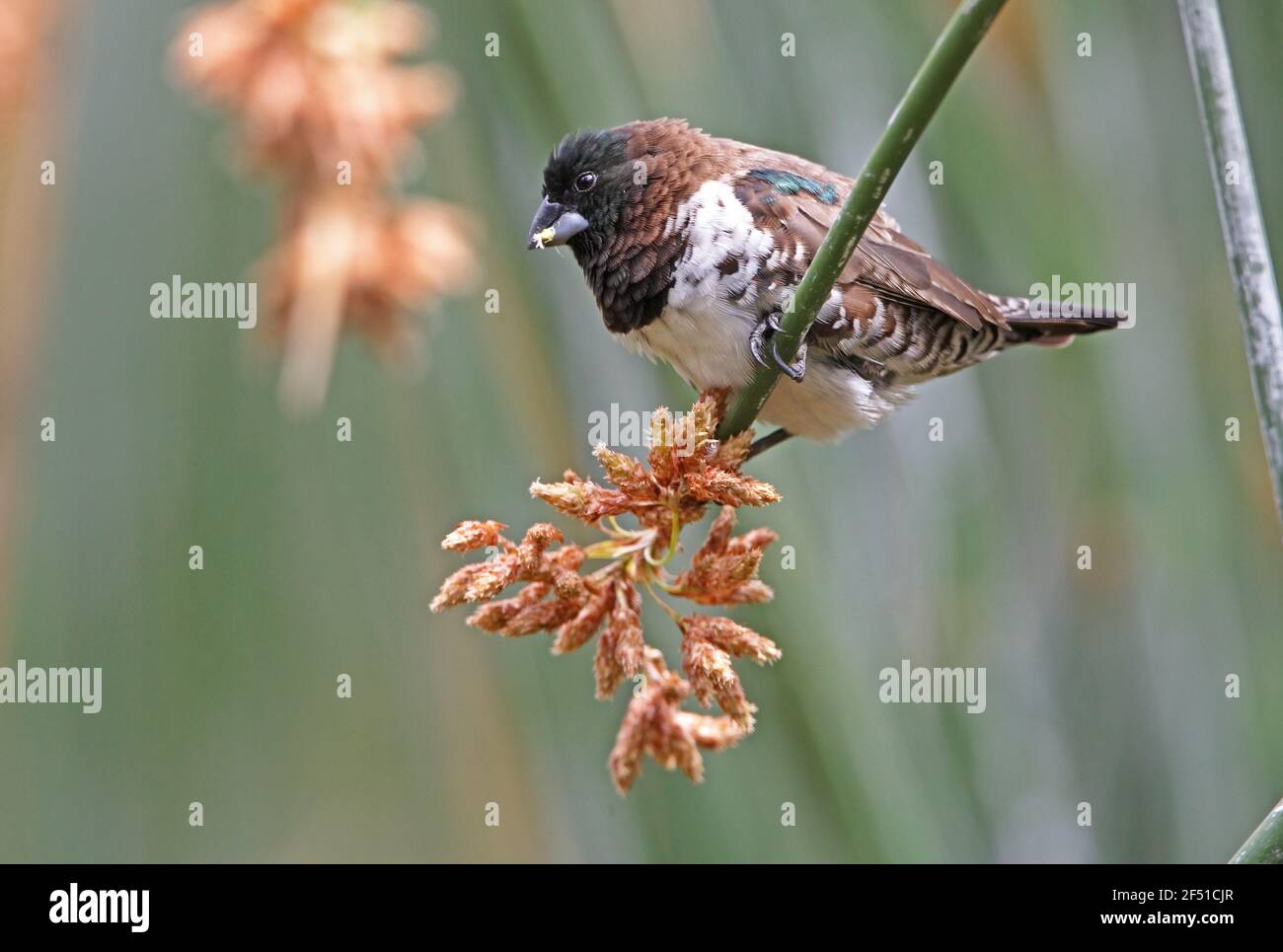Bronze Mannikine (Spermétes cucullata) mâle se nourrissant sur tête de semence Ethiopie Avril Banque D'Images