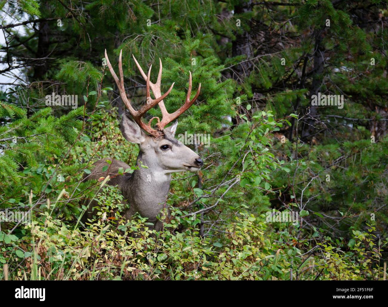 Trophée buck de cerf mulet, 10 points, dans un cadre naturel extérieur. Scène sauvage de majestueux buck mature avec grand rack. Chasse au cerf de gros gibier. Banque D'Images
