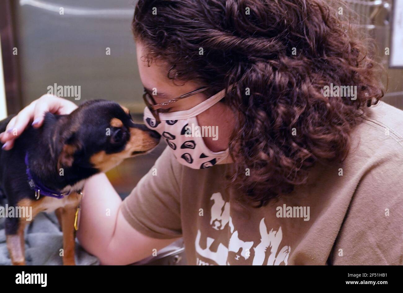 St. Louis, États-Unis. 23 mars 2021. Chico, un enfant d'un an, Chihuahua, se rapproche de l'ouvrier Jody Chillicut lors de la Journée nationale du chiot à la Humane Society of Missouri, à Saint-Louis, le mardi 23 mars 2021. La Journée nationale des chiots célèbre l'amour inconditionnel et l'affection que les chiots apportent aux gens. Photo par Bill Greenblatt/UPI crédit: UPI/Alay Live News Banque D'Images