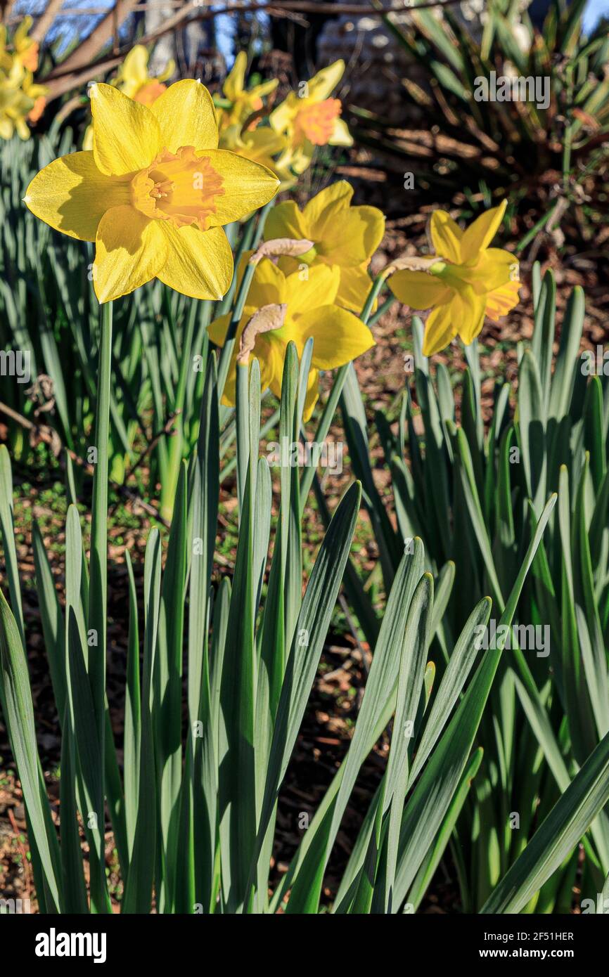 Jonquilles jaunes de fin d'hiver. Banque D'Images