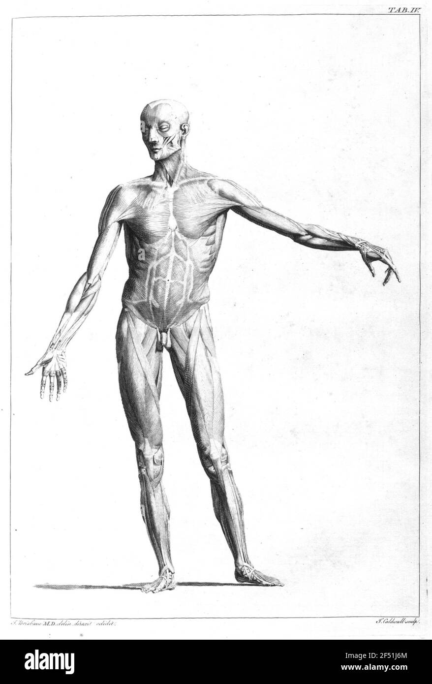 Muscles de l'homme (frontal). Gravure en cuivre par James Caldwell Banque D'Images