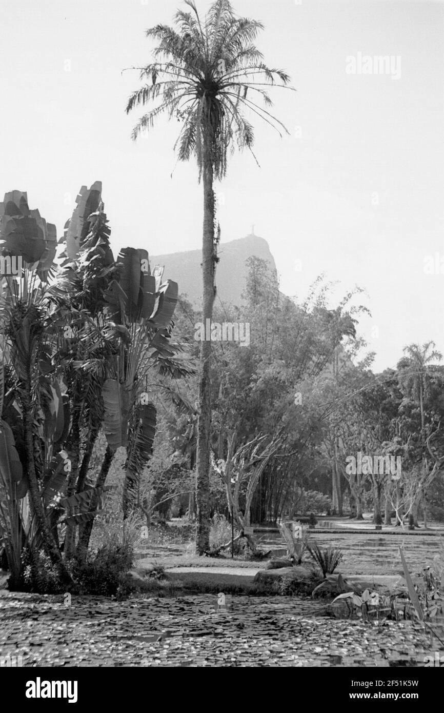 Photos de voyage Brésil. Rio de Janeiro. Jardin botanique (fondé en 1808). Palmiers et arbres de voyageurs à un étang Banque D'Images