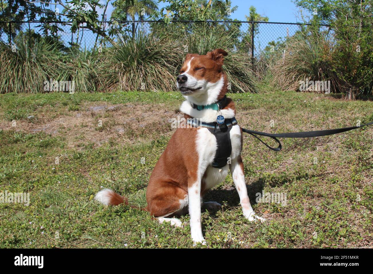 terrier mix assis à l'extérieur Banque D'Images