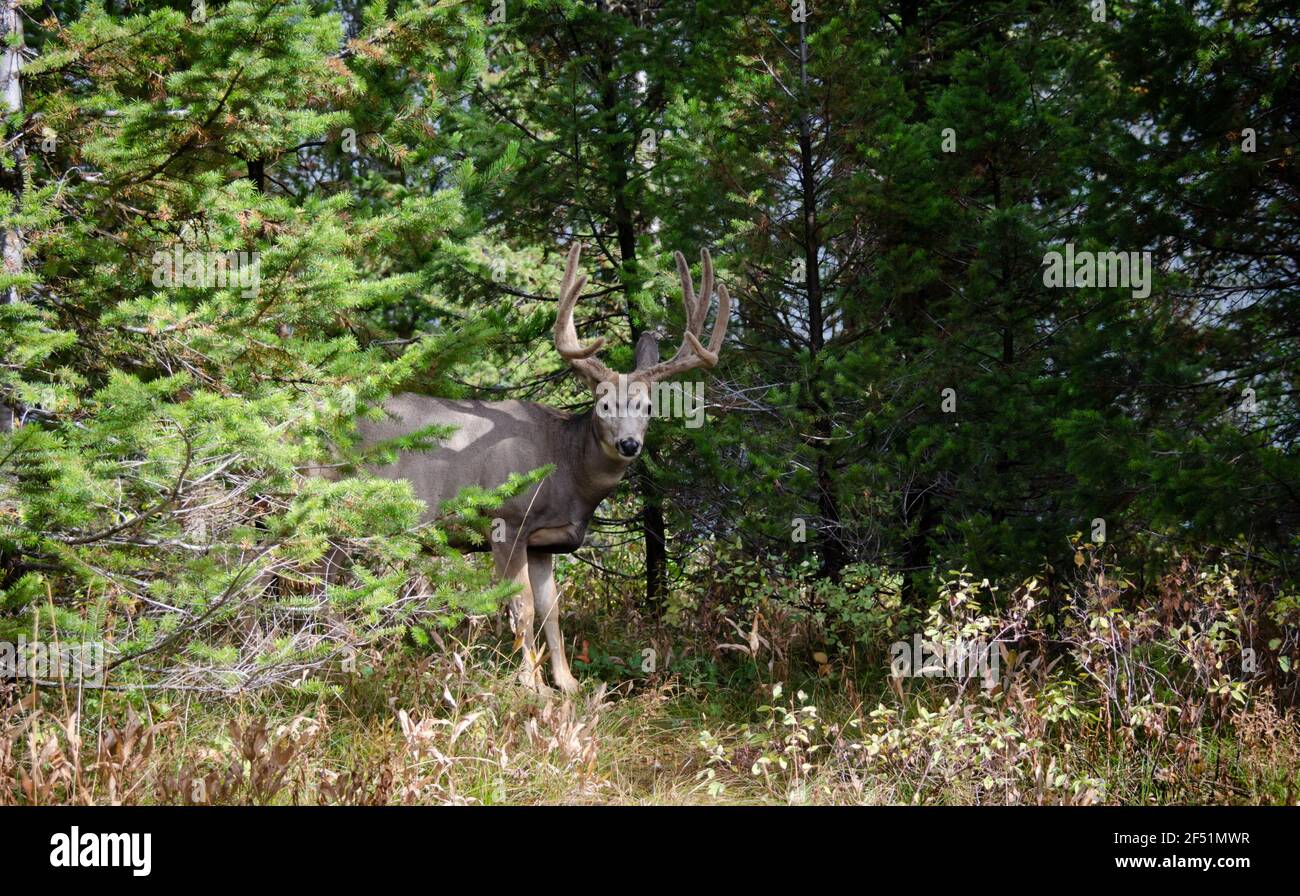 Trophée buck de cerf mulet, 8 points en velours. Cerf sauvage majestueux dans un cadre naturel en plein air. Grand cerf à 8 points avec bois en velours. Banque D'Images