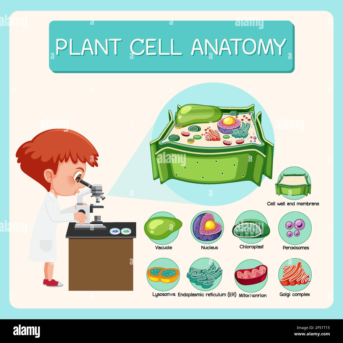 Illustration de l'anatomie des cellules végétales (diagramme de biologie) Illustration de Vecteur