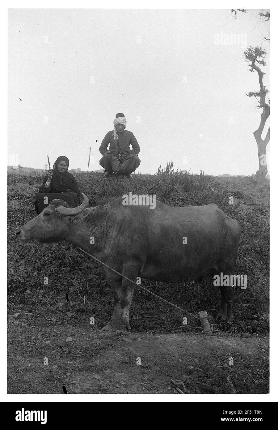 Égypte (?). Apprécié le buffle ou le boeuf sur un pré, derrière elle sur la pente femme indigène assise et homme indigène calmar Banque D'Images Égypte (?). Apprécié le buffle ou le boeuf sur un pré, derrière elle sur la pente femme indigène assise et homme indigène calmar Banque D'Images