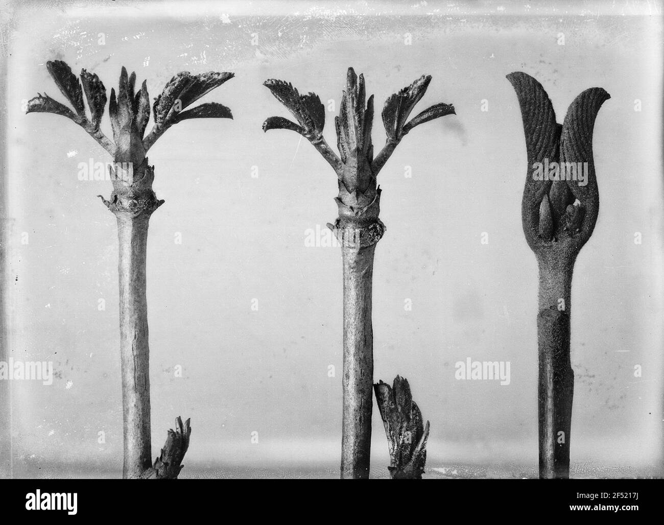 Berge et Flax caucasien (Sambucus et Pterocarya Fraxinifolia), bourgeons de feuilles cassant berge et ailes caucasiennes (Sambucus et Pterocarya Fraxinifolia), bourgeons de feuilles cassant Banque D'Images
