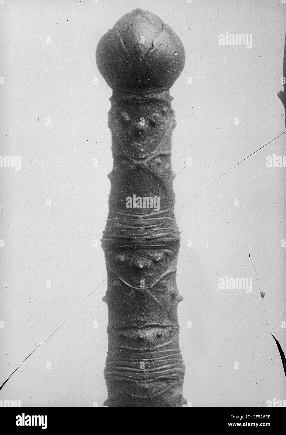 AST avec bouton de Rosskestanie (Aesculus hippocastanum) Banque D'Images