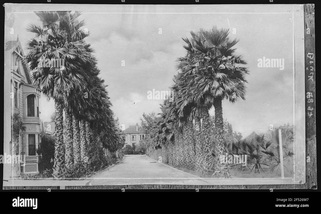 Los Angeles. Palm Drive, Los Angeles, Californie Banque D'Images
