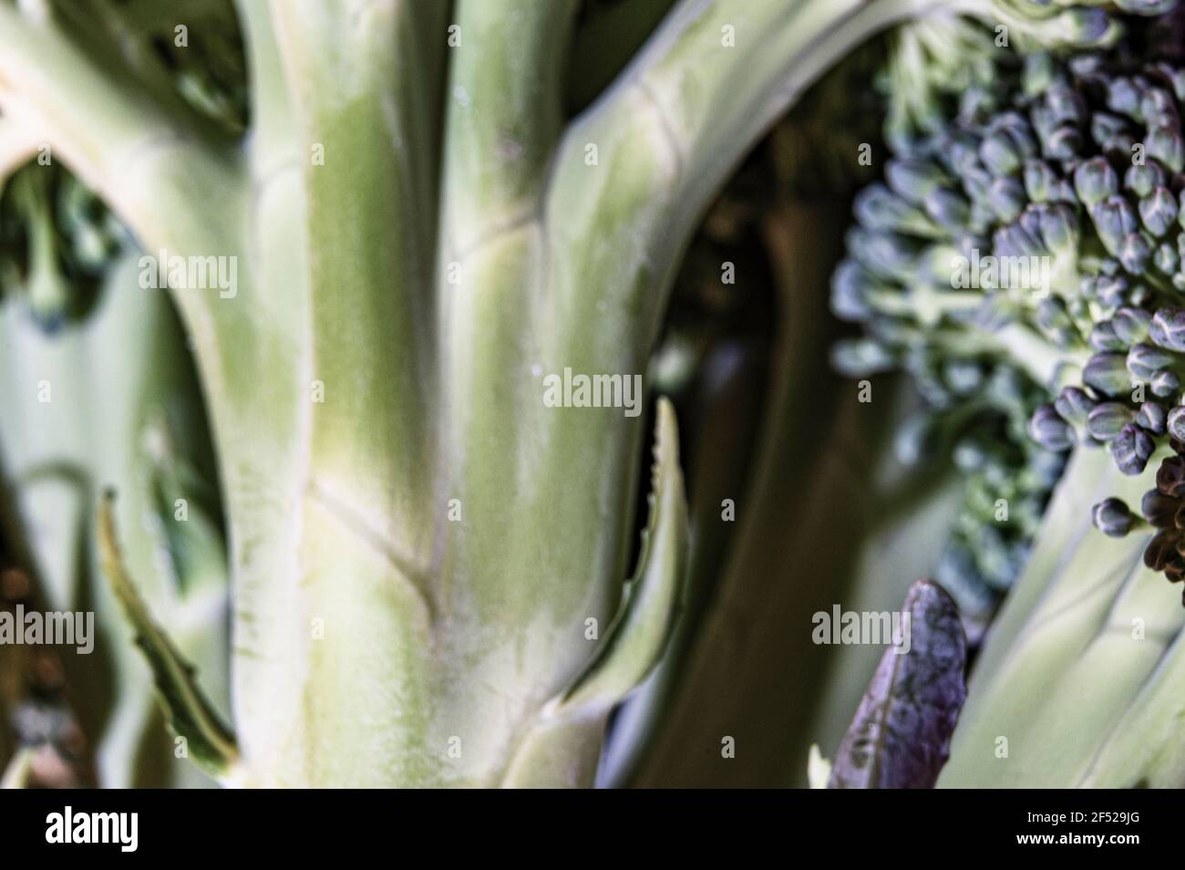 photo macro de brocoli Banque D'Images