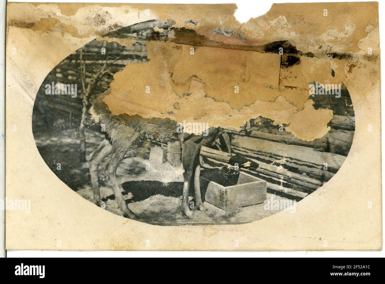 Parc de la poste allemande - Rehbock Tentiesin. Parc de la poste allemande - Rehbock Banque D'Images