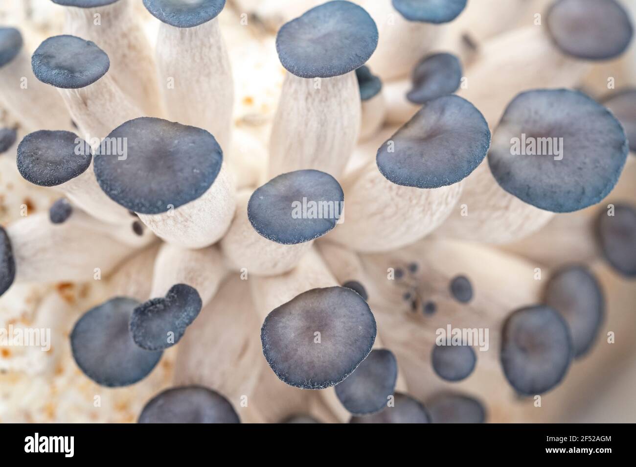les petits champignons d'huîtres commencent à pousser Banque D'Images