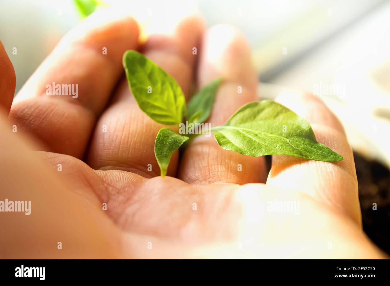 Petit germe dans la paume d'un homme. Un buisson cultivé entre les mains d'un agronome. Soin des plantes et culture soigneuse. Arrosage et fertilisation. Banque D'Images