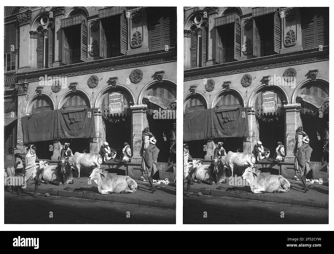 Bombay (?) (Inde). Les résidents et le bétail Saint dans une rue Banque D'Images