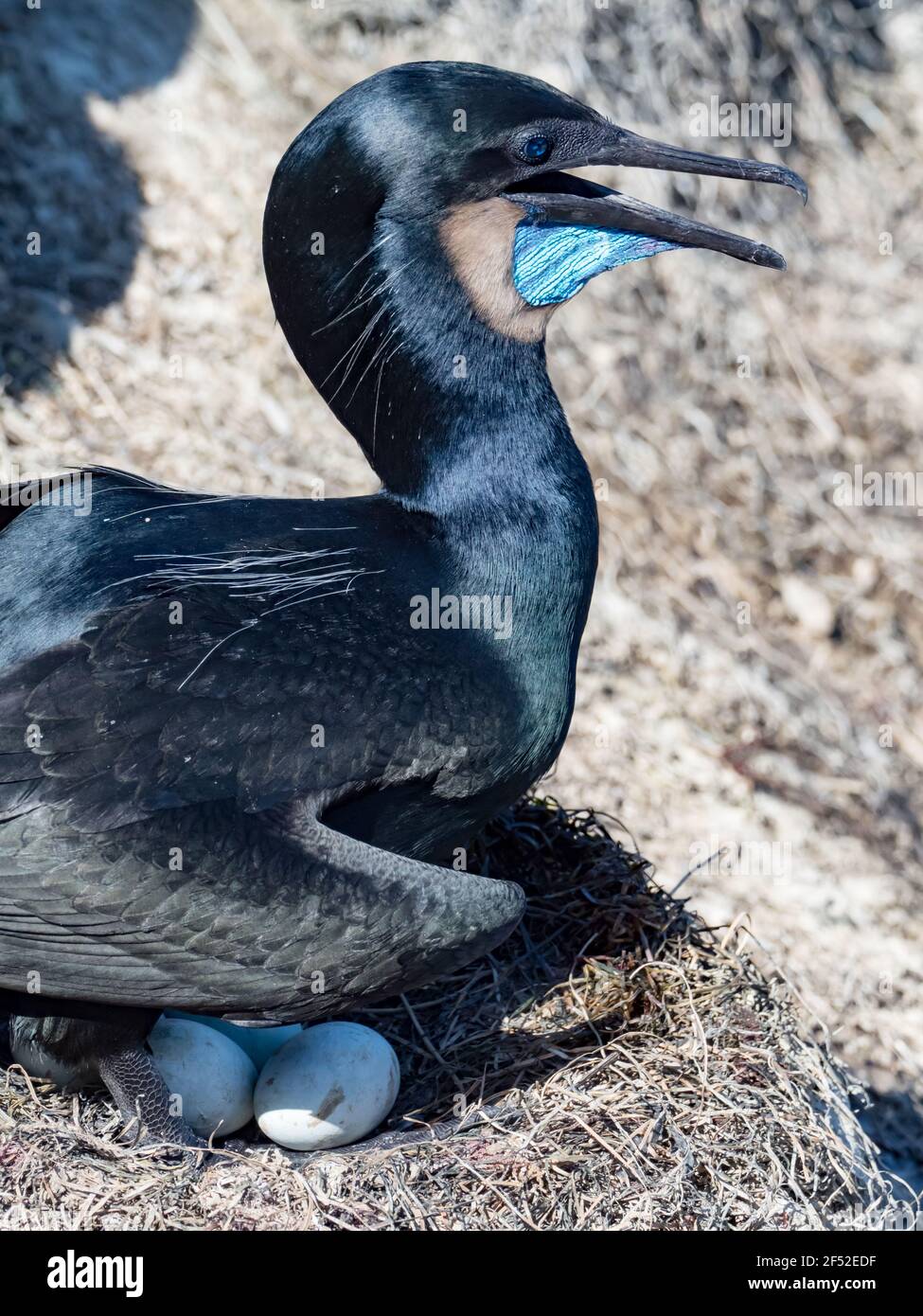 Le cormoran de Brant, Phalacrocorax penicillatus, nichant à la Jolla Cove, San Diego, Californie Banque D'Images