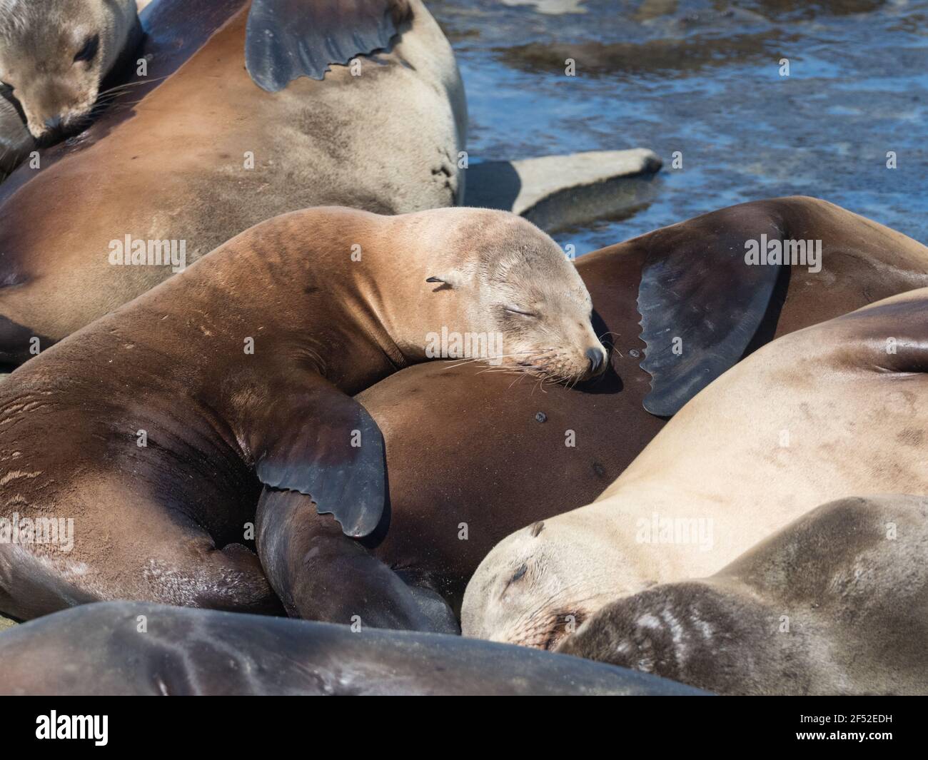 Lion de mer de Californie, Zalophus californianus, la Jolla, Californie, États-Unis Banque D'Images