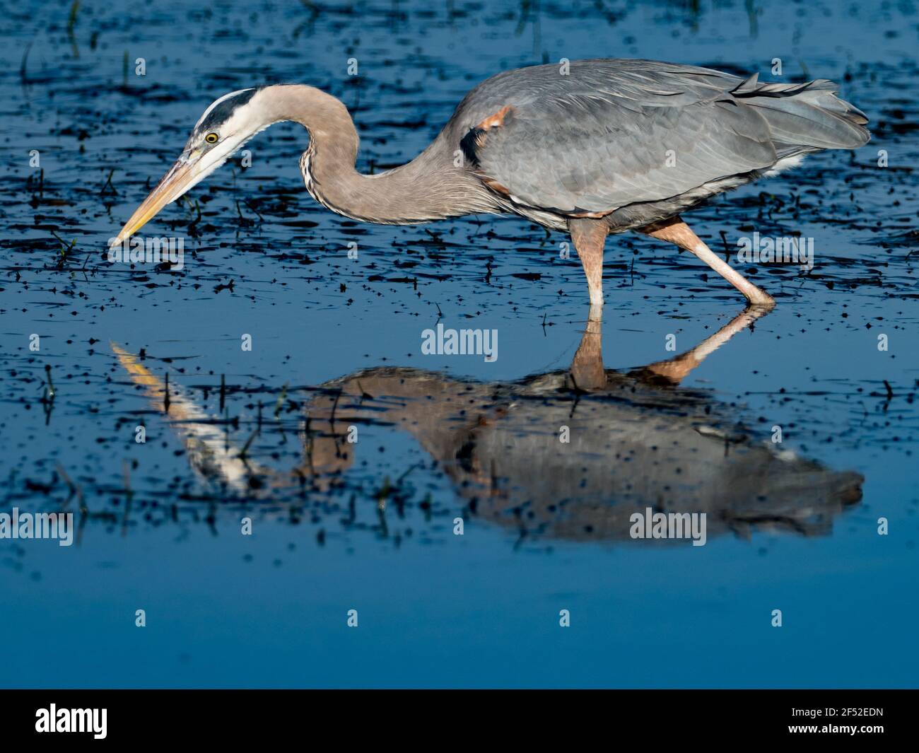 Grand héron bleu, Ardea herodias, pêche dans les zones humides de San Diego, Californie, Etats-Unis Banque D'Images