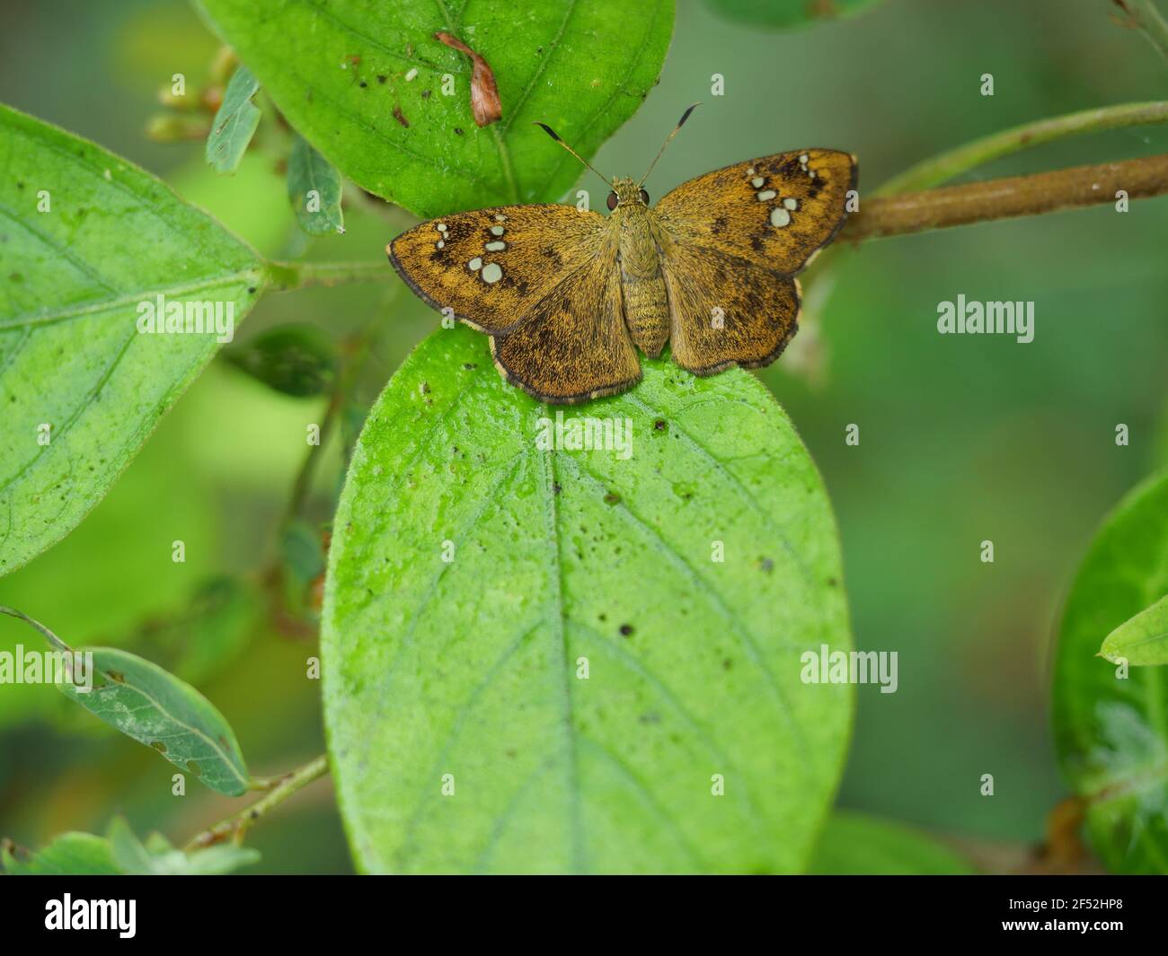 Fulyou pied plat ( Pseudocoladenia dan ) papillon sur feuille avec fond vert naturel, vert résumé motif sur les ailes d'insectes plein de cheveux bruns Banque D'Images