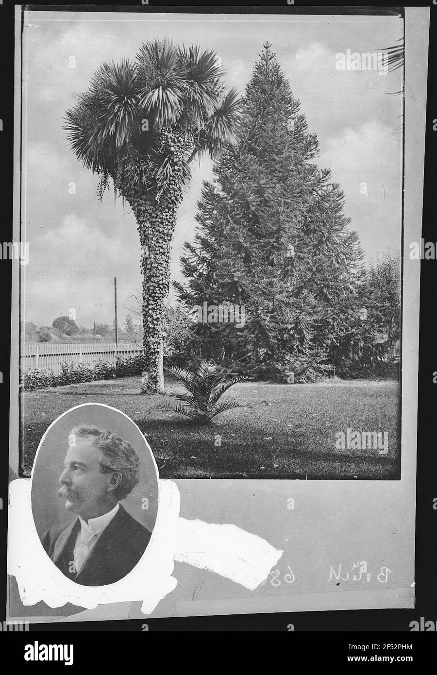 Santa Rosa. Palm et Evergreens, Luther Burbank Residence, Santa Rosa, Californie (Portrait photo par I. W. Taber, c. 1890/avant 1900) Banque D'Images
