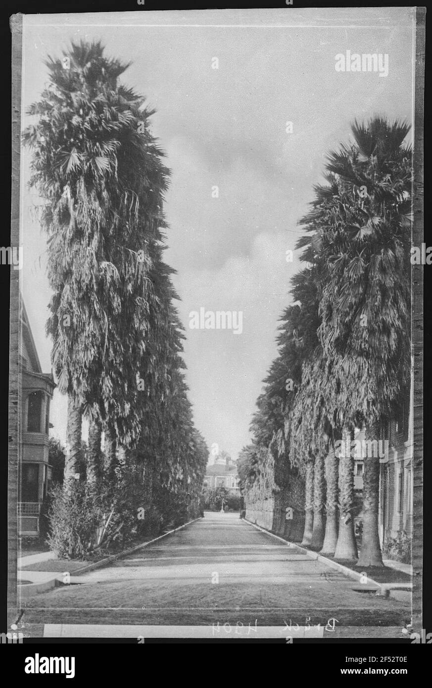 Los Angeles. Palm Drive, Los Angeles, Californie Banque D'Images