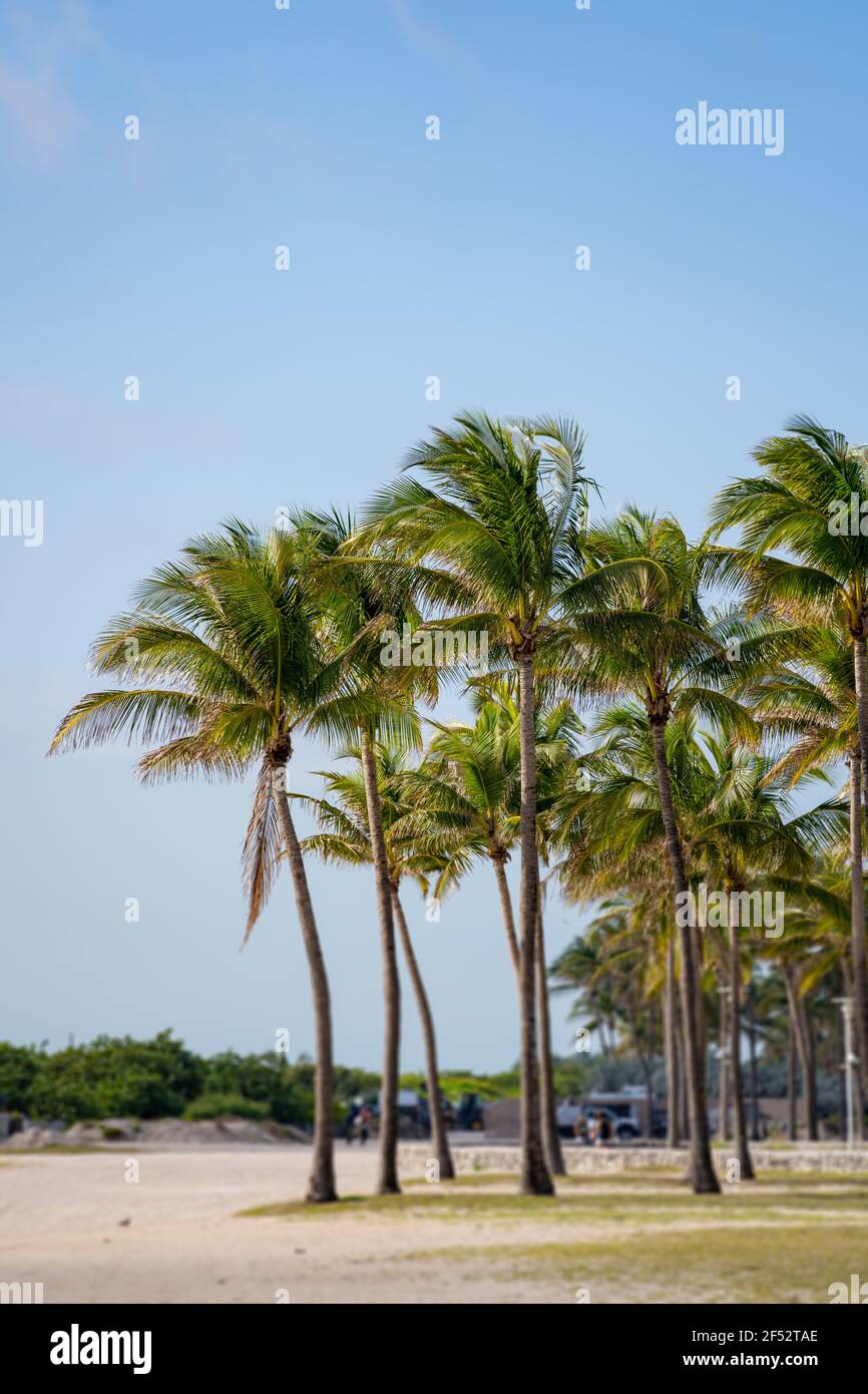 Effet d'inclinaison des palmiers de Miami Beach Banque D'Images