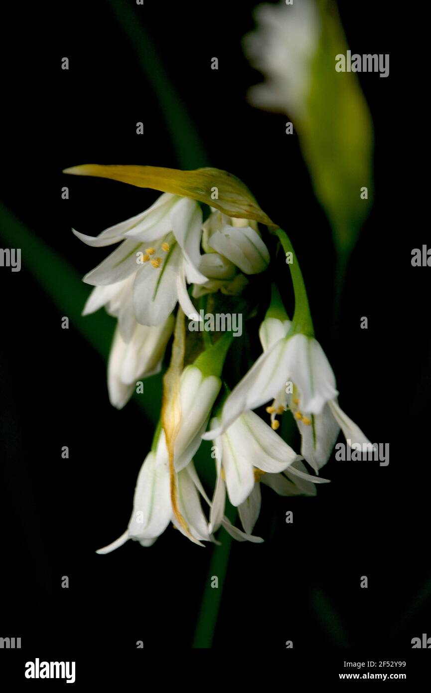 L'ail sauvage (Allium ursinum) est une mauvaise herbe commune en Australie - il fleurit dans un sol humide. Les fleurs sont assez près - si vous pouvez supporter l'odeur! Banque D'Images