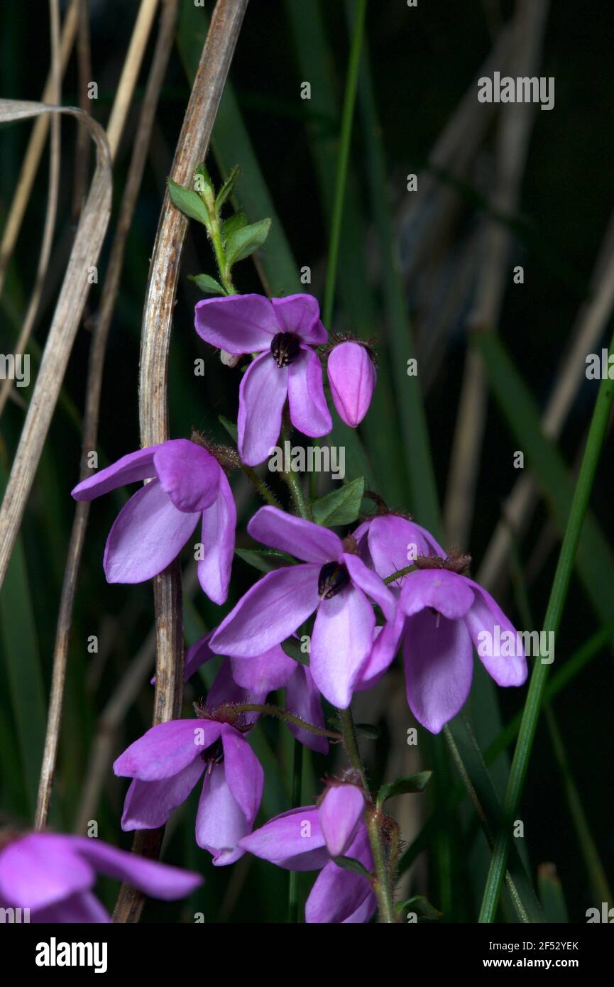 La Susan à yeux noirs (Tetratheca Ciliata) est courante dans les bois australiens, mais difficile à photographier quand les fleurs pendent, cachant leurs yeux noirs. Banque D'Images