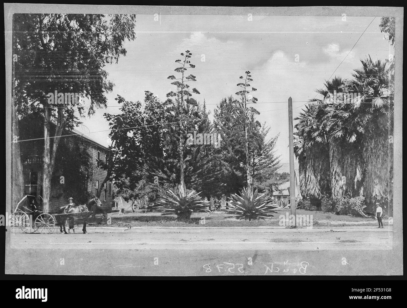 Kalifornien. Palmiers et Palmsin Cali siècle. Banque D'Images