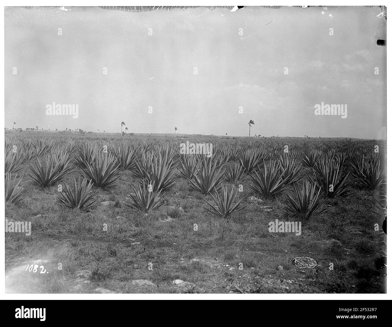 Matanzas. Vue sur une plantation Sisal (Agave Sisalana) Banque D'Images